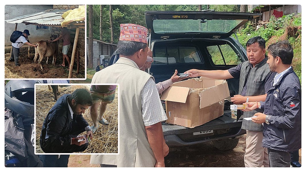 मेलुङ गाउँपालिकाले थाल्यो "लम्पी स्किन"को स्थलगत उपचार