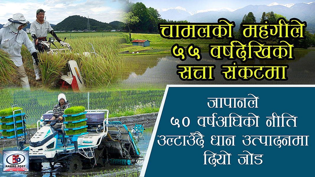 चामल अभावले सत्तारुढ दल दबाबमा, जापानले ५० वर्षपछि धान बढाउने नीति ल्यायो