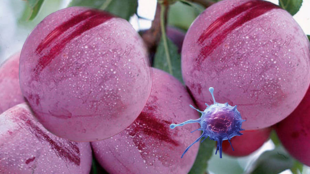 क्यान्सरविरुद्धको सम्भावित हतियार: आलुबखडा!