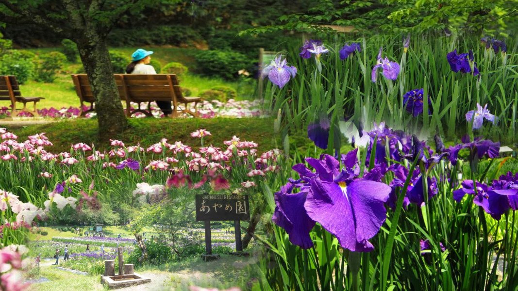 ६ लाख भन्दा बढि फूल फुल्ने पार्क, जहाँ फूलकै महोत्सव हुन्छ