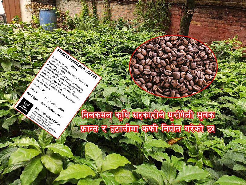 कालिञ्चोकको कफी युरोपमा