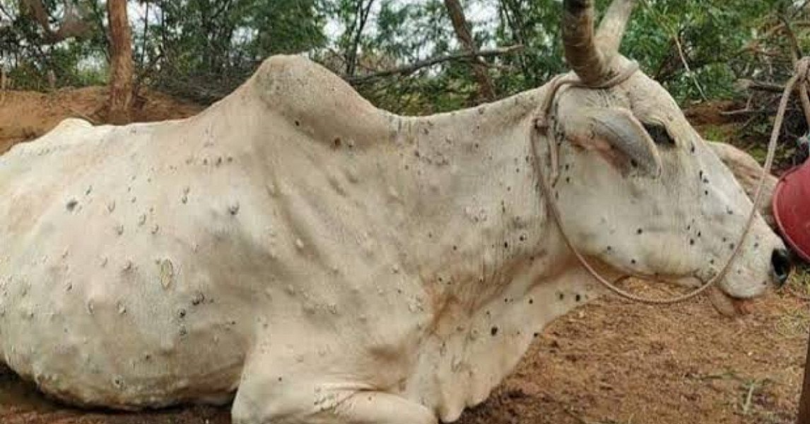 'लम्पी स्किन'ले किसानको गोठ रित्तिदै, ३ दर्जन बढि पशु मरे